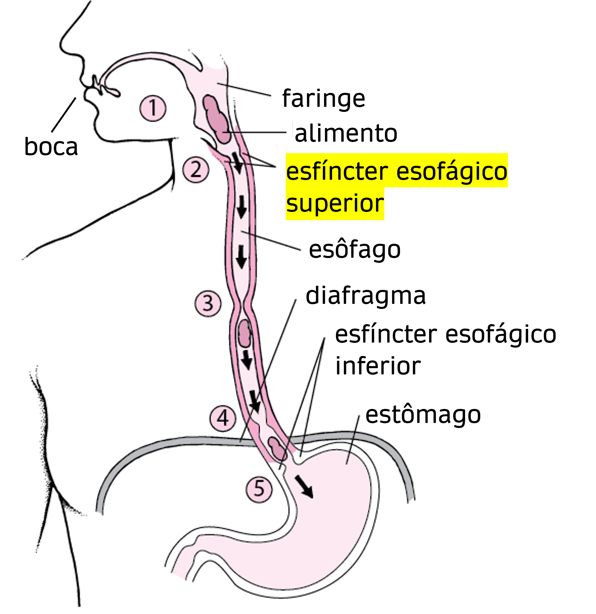 Meu esôfago arde fica latejando, me deixa nervoso e ser ar